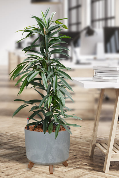 Hydro Kingsize Ficus Amstel King 110-120cm