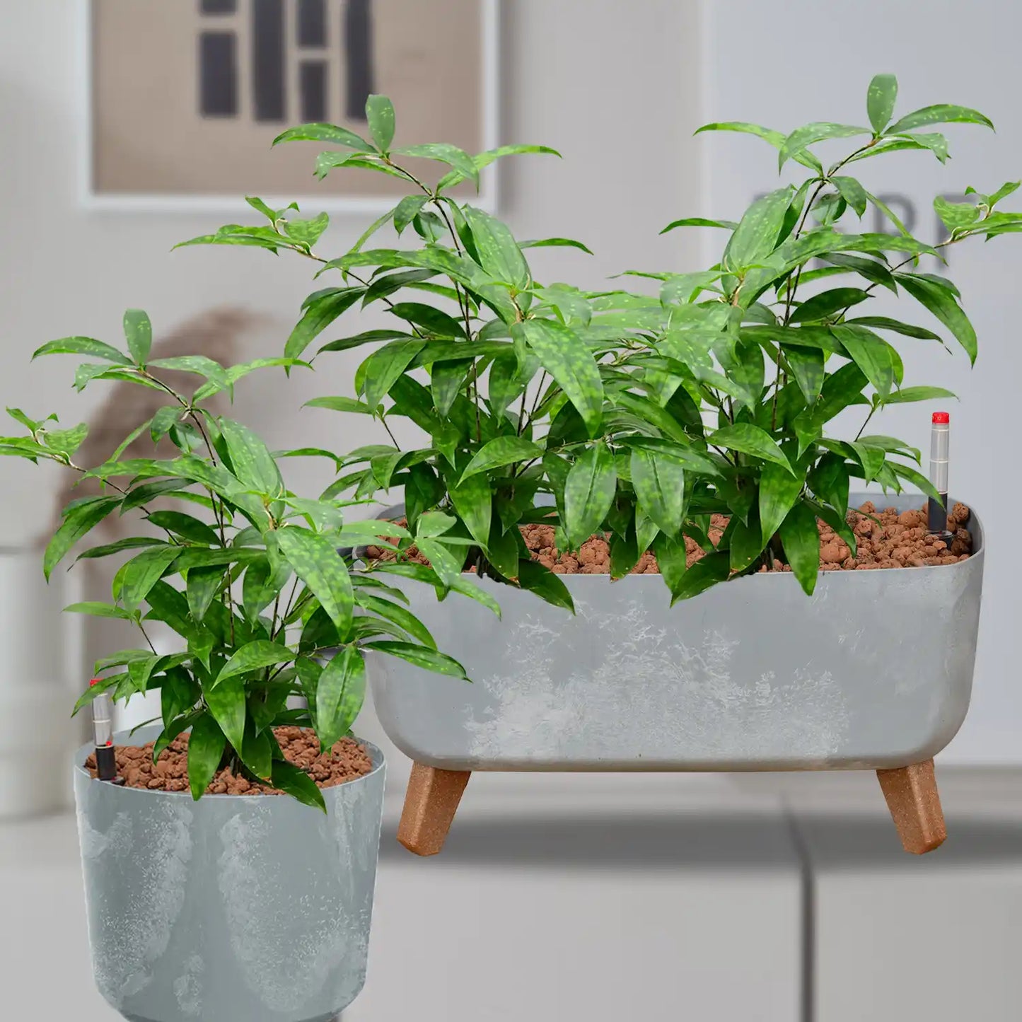 Hydro Büropflanzen Set Sideboard Betonoptik Bambus