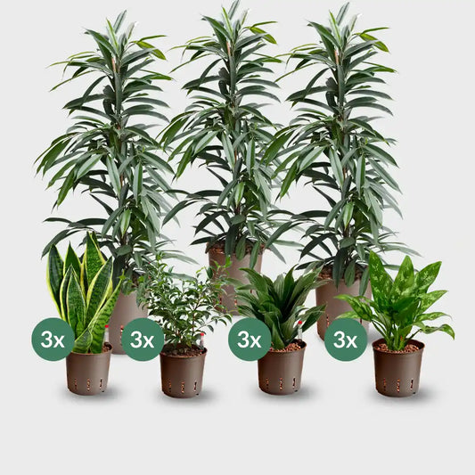 15er Box Hydrokultur Büropflanzen bewährte Klassiker (3x XXL, 12x bis H50cm)