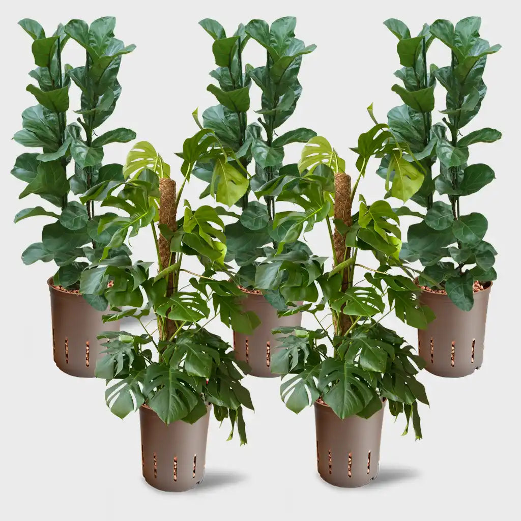 Palettenset Trendsetter-Keramik : 5XXL Büropflanzen in Hydrokultur