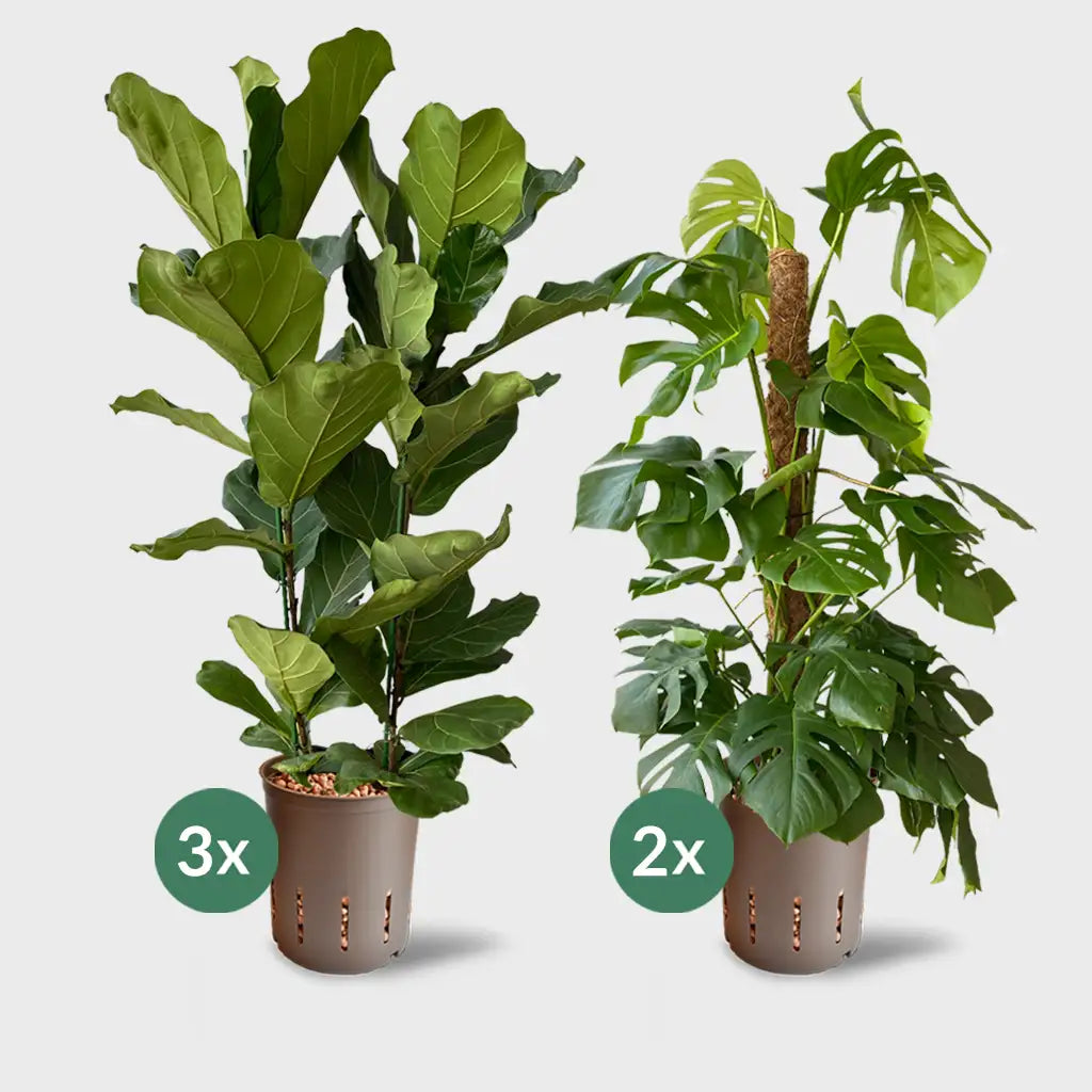 5er Box Hydrokultur Büropflanzen XXL Monstera & Geigenfeige