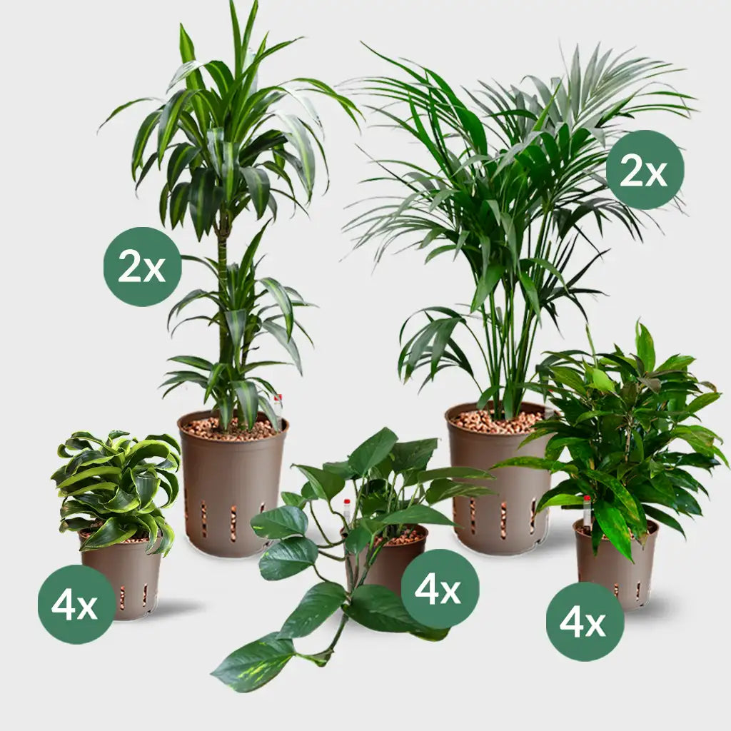 Palettenset Palmen-Keramik : 16 Büropflanzen in Hydrokultur