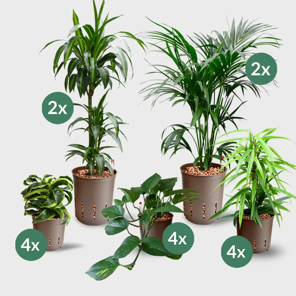 16er Box Hydrokultur Büropflanzen Palmenfeeling (4x XL, 12x bis H50cm)