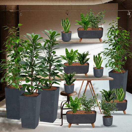 Palettenset Classico-Betonoptik: 16 Büropflanzen in Hydrokultur