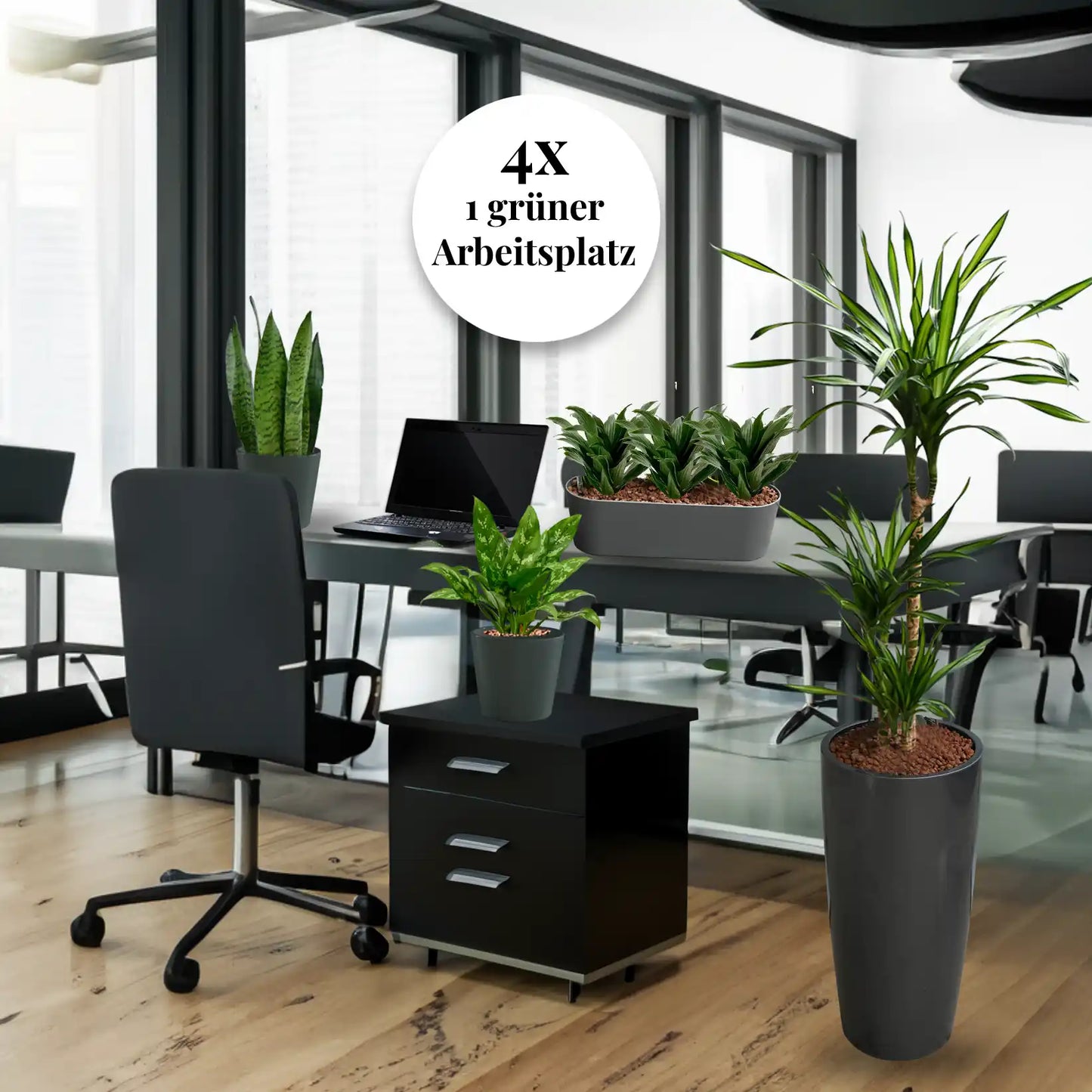 Palettenset Classico : 16 Büropflanzen in Hydrokultur