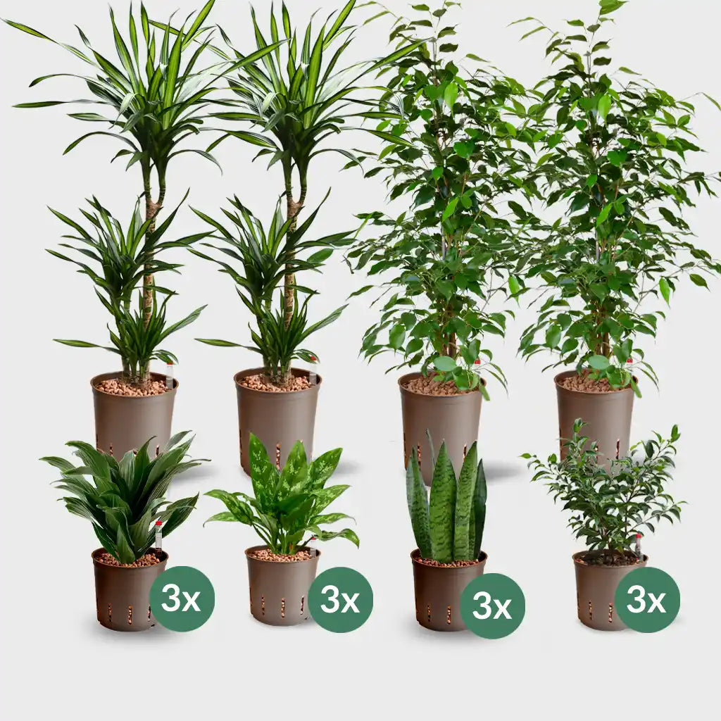 Palettenset Classico : 16 Büropflanzen in Hydrokultur