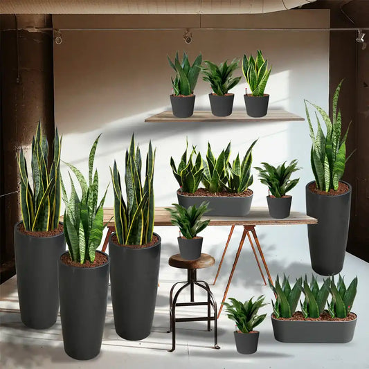 Palettenset InStyle: 16 Büropflanzen in Hydrokultur