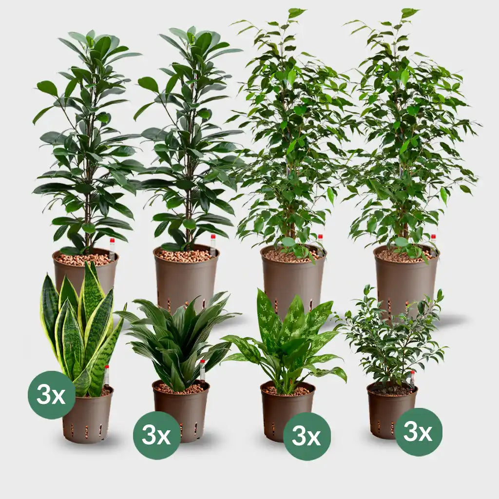 Palettenset Classico-Betonoptik: 16 Büropflanzen in Hydrokultur