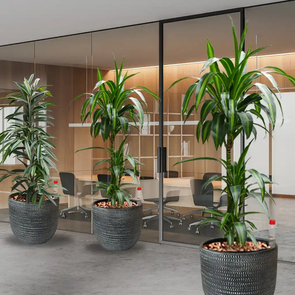 Palettenset Classico-Keramik : 5XXL Büropflanzen in Hydrokultur