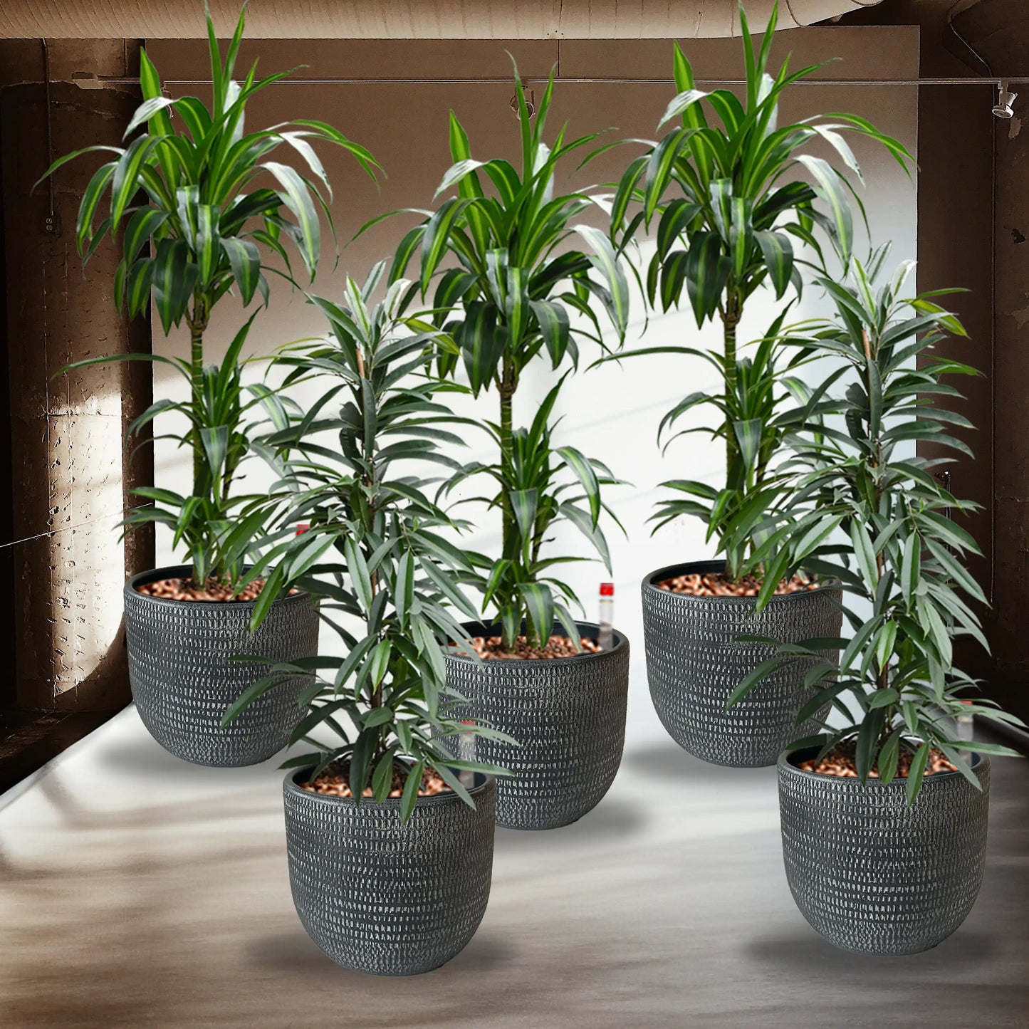 Palettenset Classico-Keramik : 5XXL Büropflanzen in Hydrokultur