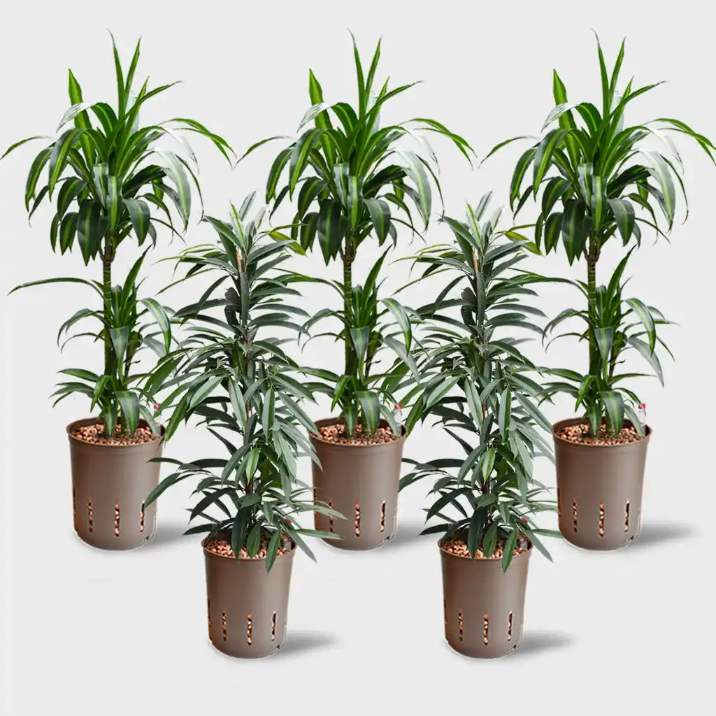 Palettenset Classico-Keramik : 5XXL Büropflanzen in Hydrokultur