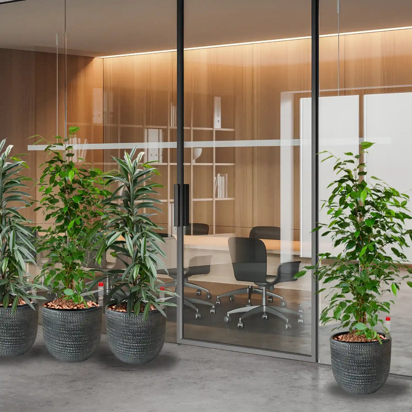 Palettenset Classico-Keramik : 6XL Büropflanzen in Hydrokultur