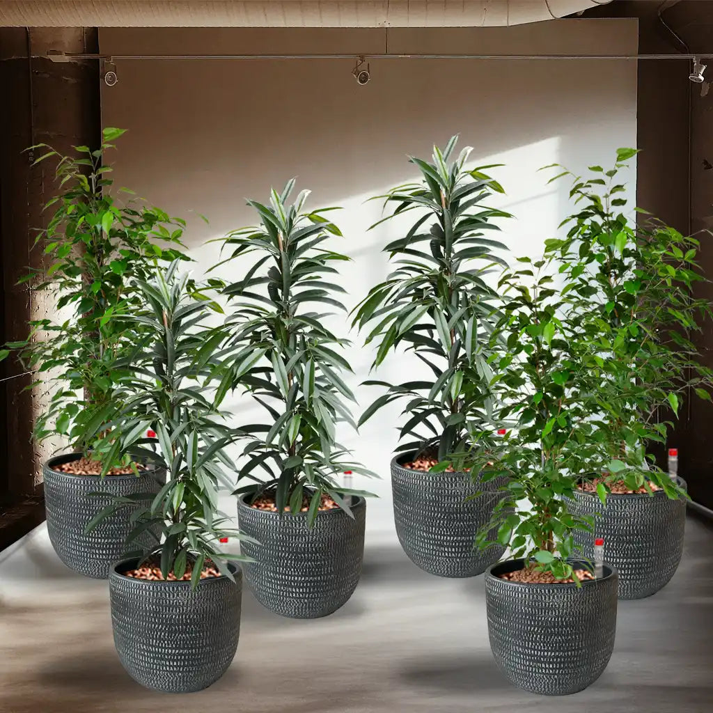 Palettenset Classico-Keramik : 6XL Büropflanzen in Hydrokultur