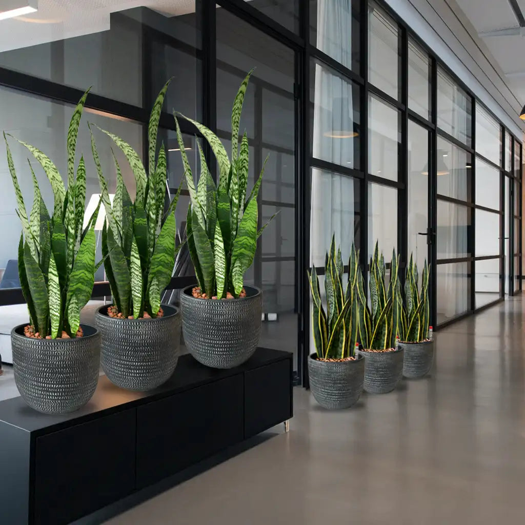 Palettenset InStyle-Keramik : 6XL Büropflanzen in Hydrokultur