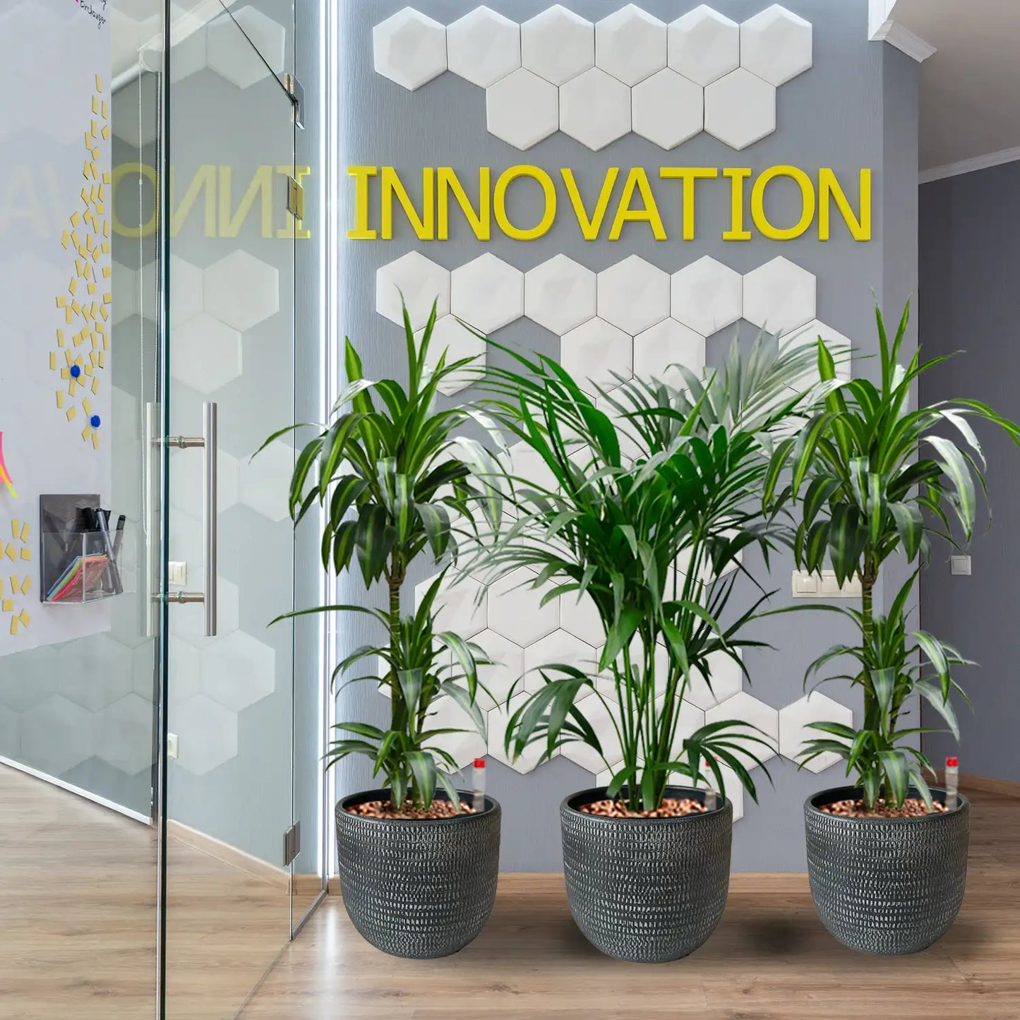 Palettenset Palmen-Keramik  6XL Büropflanzen in Hydrokultur