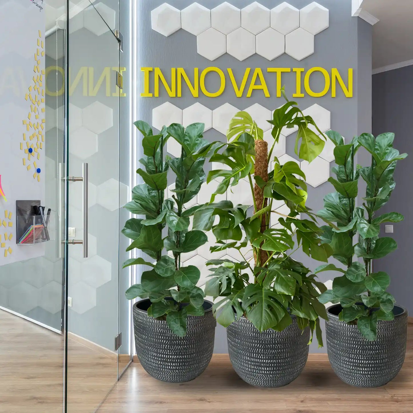 Palettenset Trendsetter-Keramik : 5XXL Büropflanzen in Hydrokultur