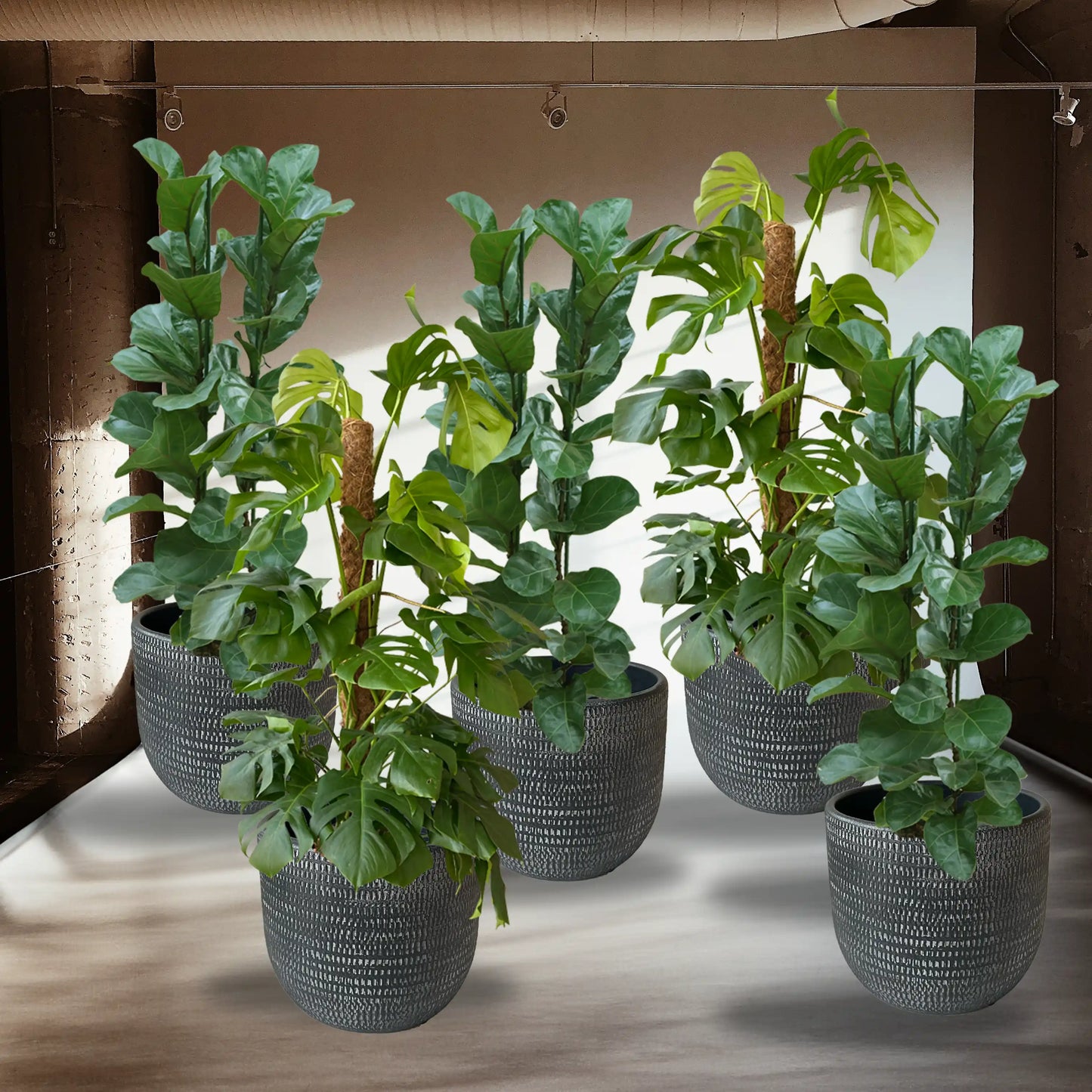 Palettenset Trendsetter-Keramik : 5XXL Büropflanzen in Hydrokultur