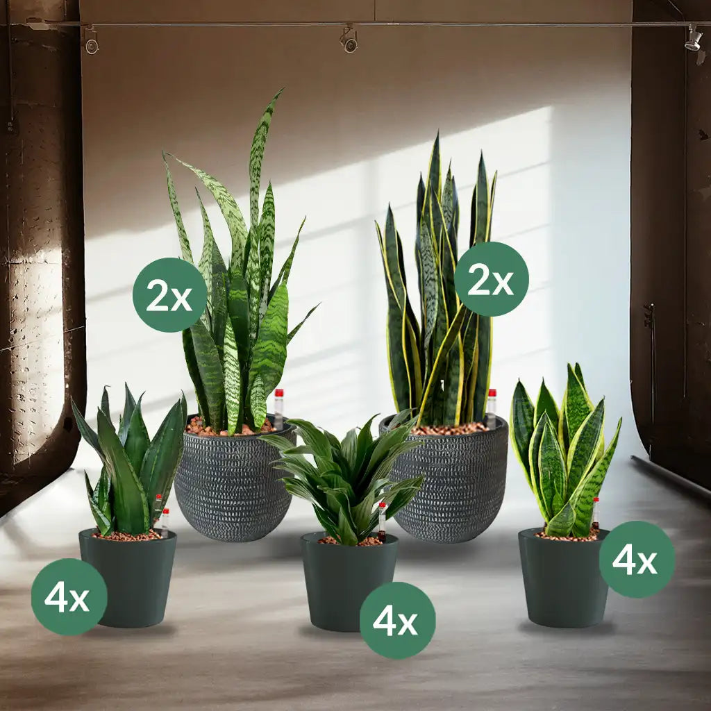 Palettenset InStyle-Keramik : 16 Büropflanzen in Hydrokultur