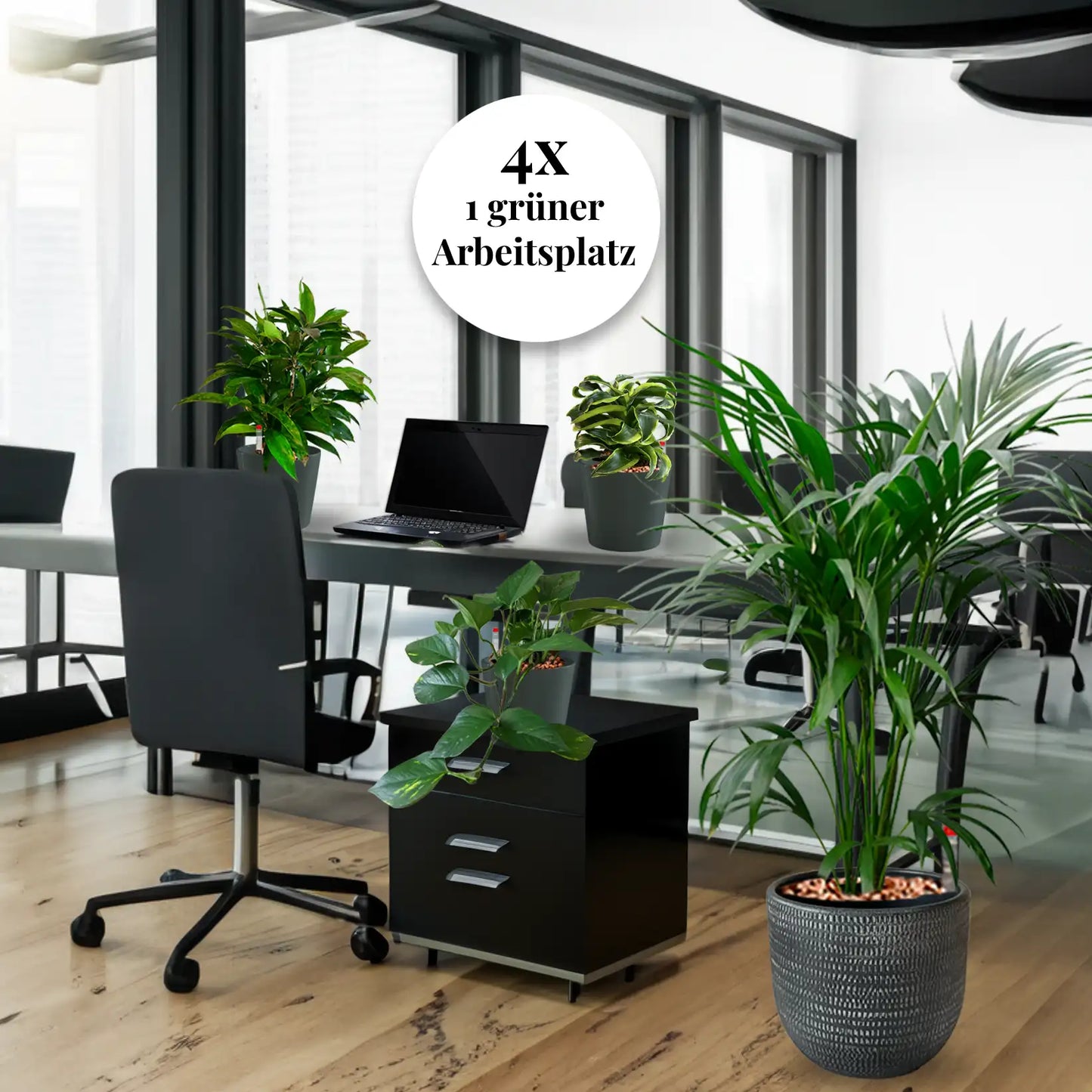 Palettenset Palmen-Keramik : 16 Büropflanzen in Hydrokultur