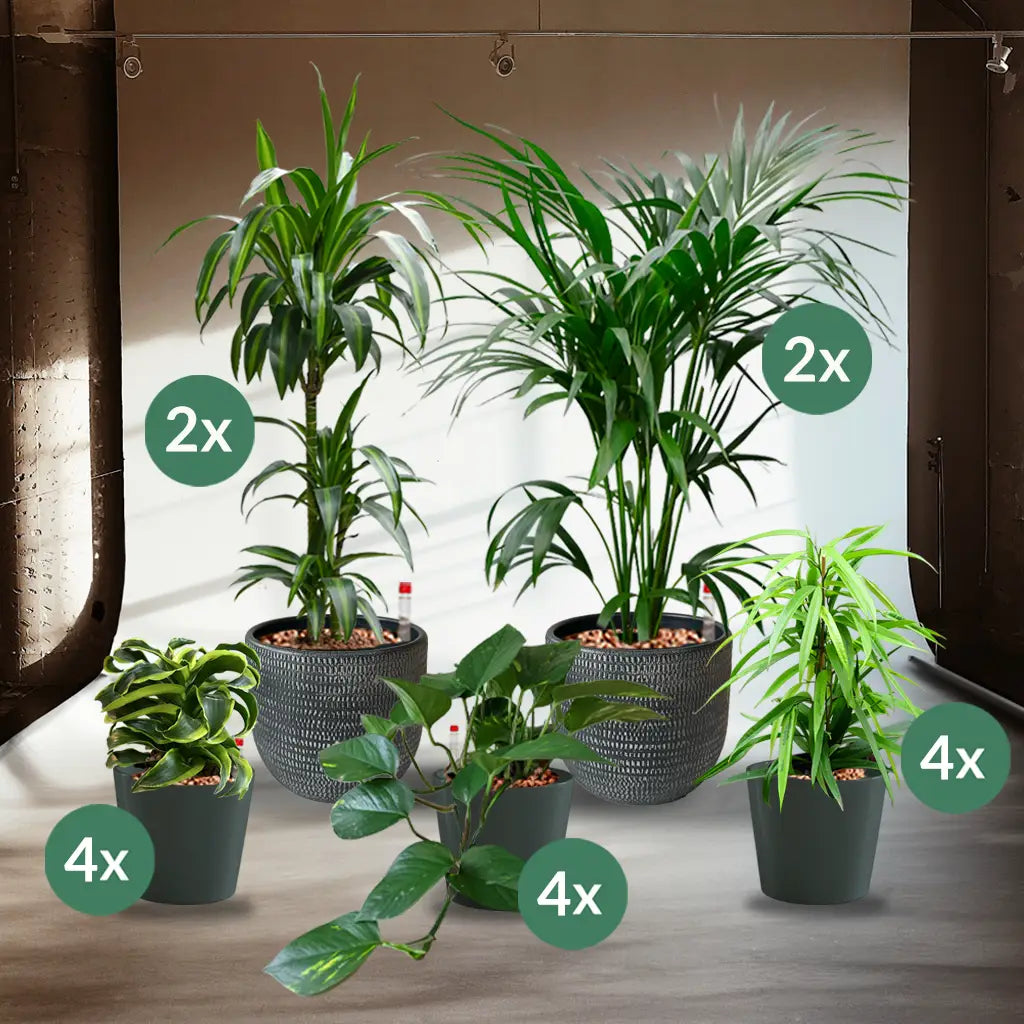 Palettenset Palmen-Keramik : 16 Büropflanzen in Hydrokultur