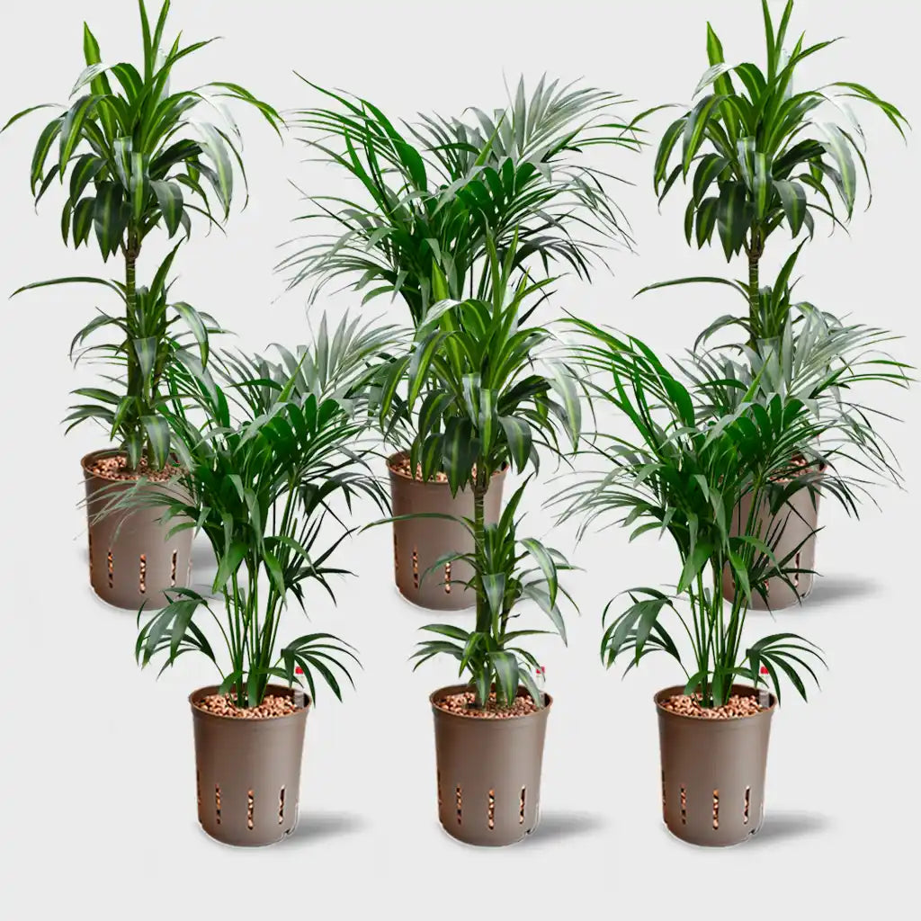 Palettenset Palmen-Keramik  6XL Büropflanzen in Hydrokultur