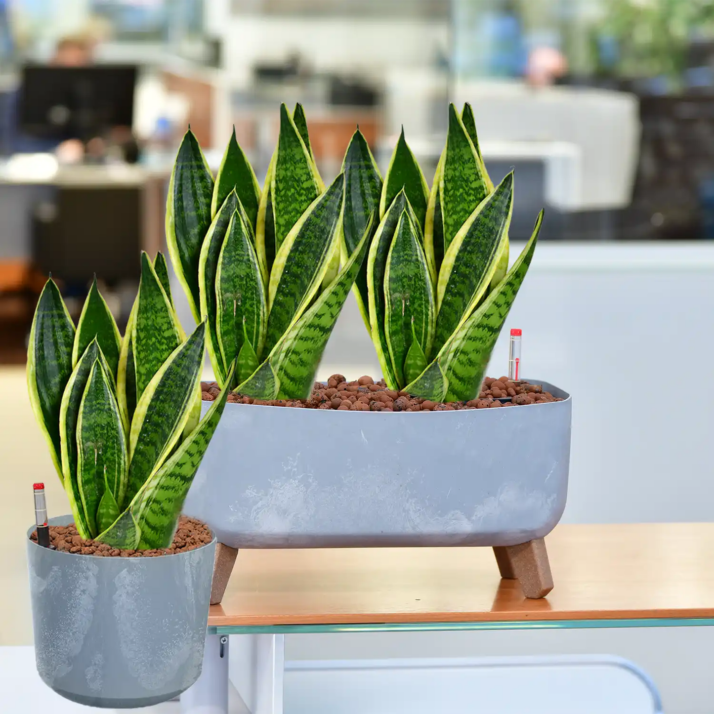Hydro Büropflanzen Set Sideboard Betonoptik Sansevieria