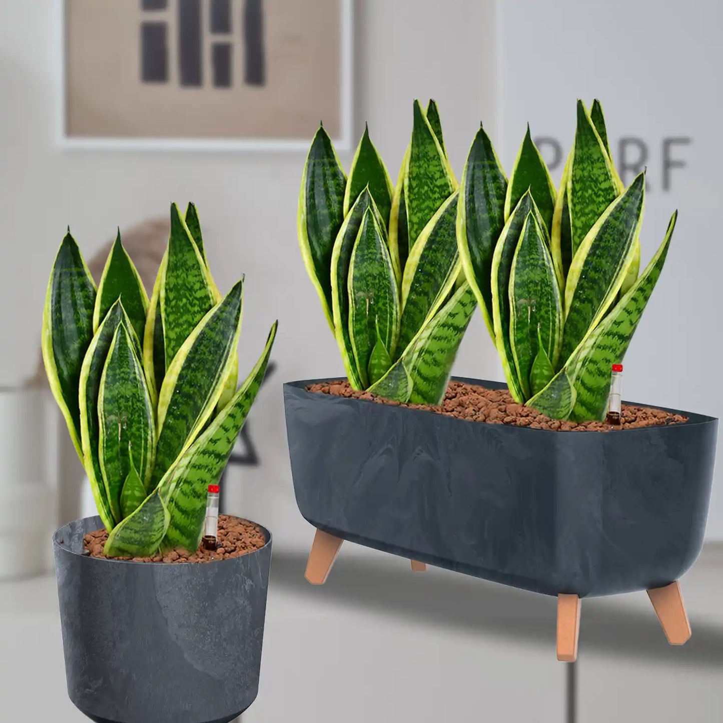 Hydro Büropflanzen Set Sideboard Betonoptik Sansevieria