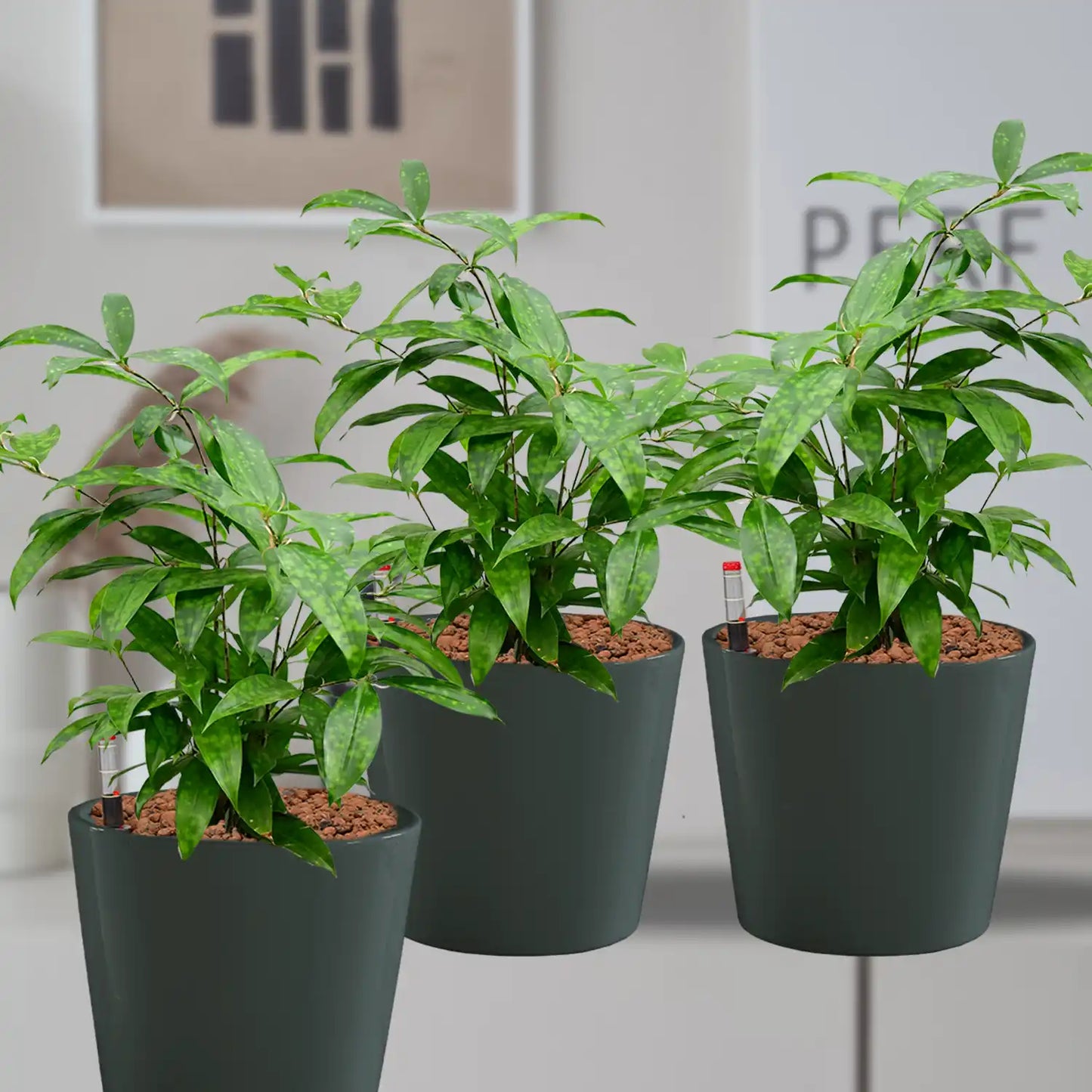 Hydro Büropflanzen 3er Set Bambus in Keramiktöpfen