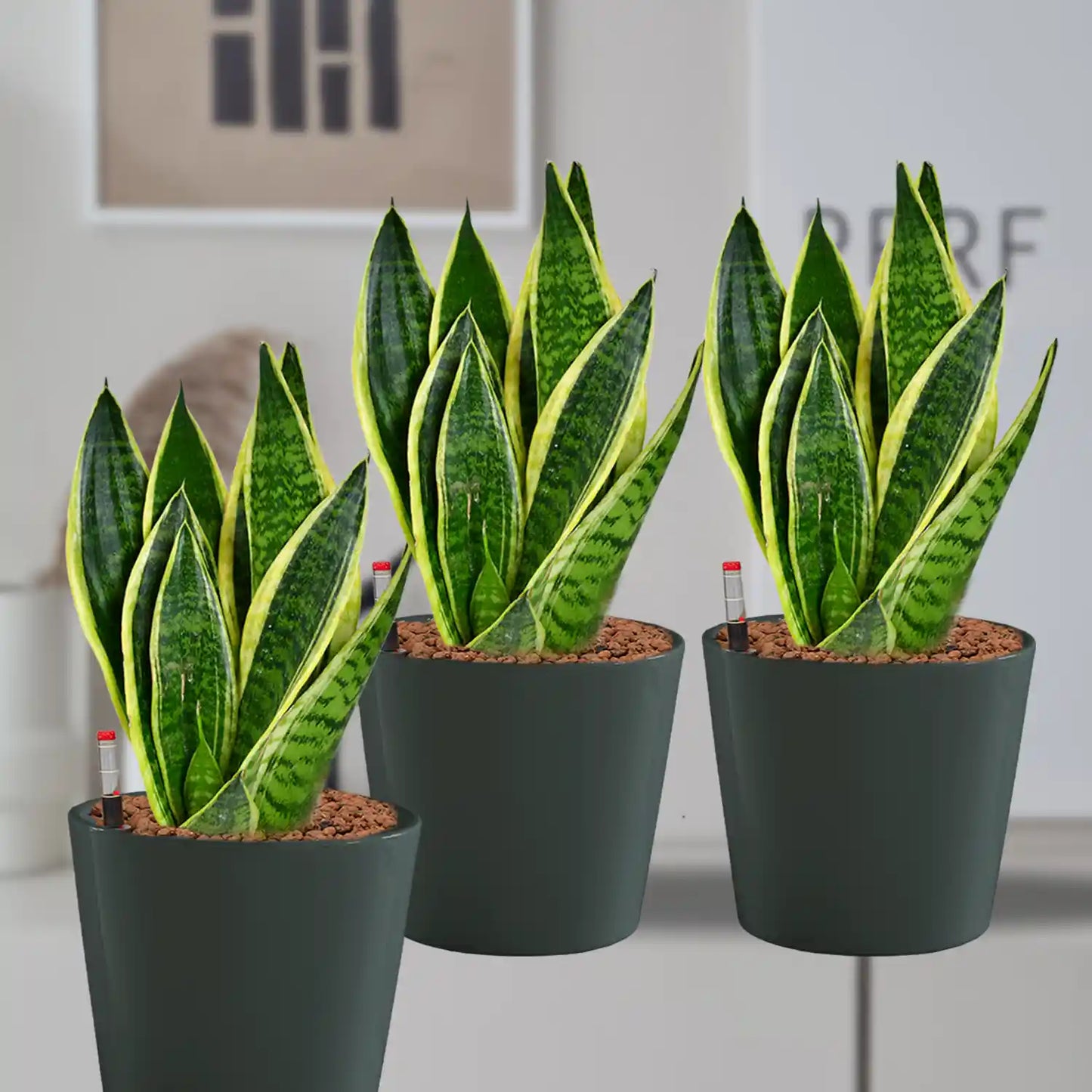 Hydro Büropflanzen 3er Set Bogenhanf in Keramiktöpfen