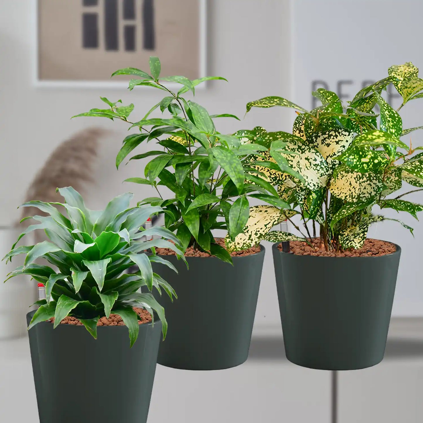 Hydro Büropflanzen 3er Set Drachenbaum Mix in Keramiktöpfen