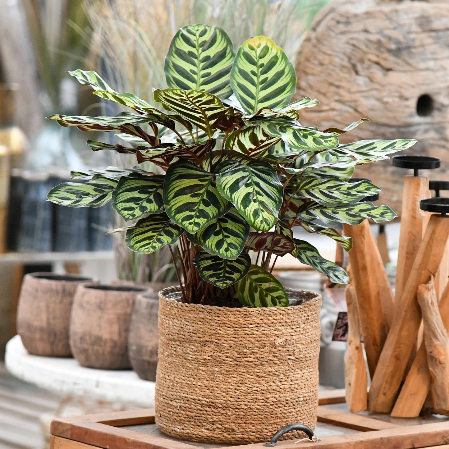 Makoyana Calathea in Holzumgebung mit Seegrastopf