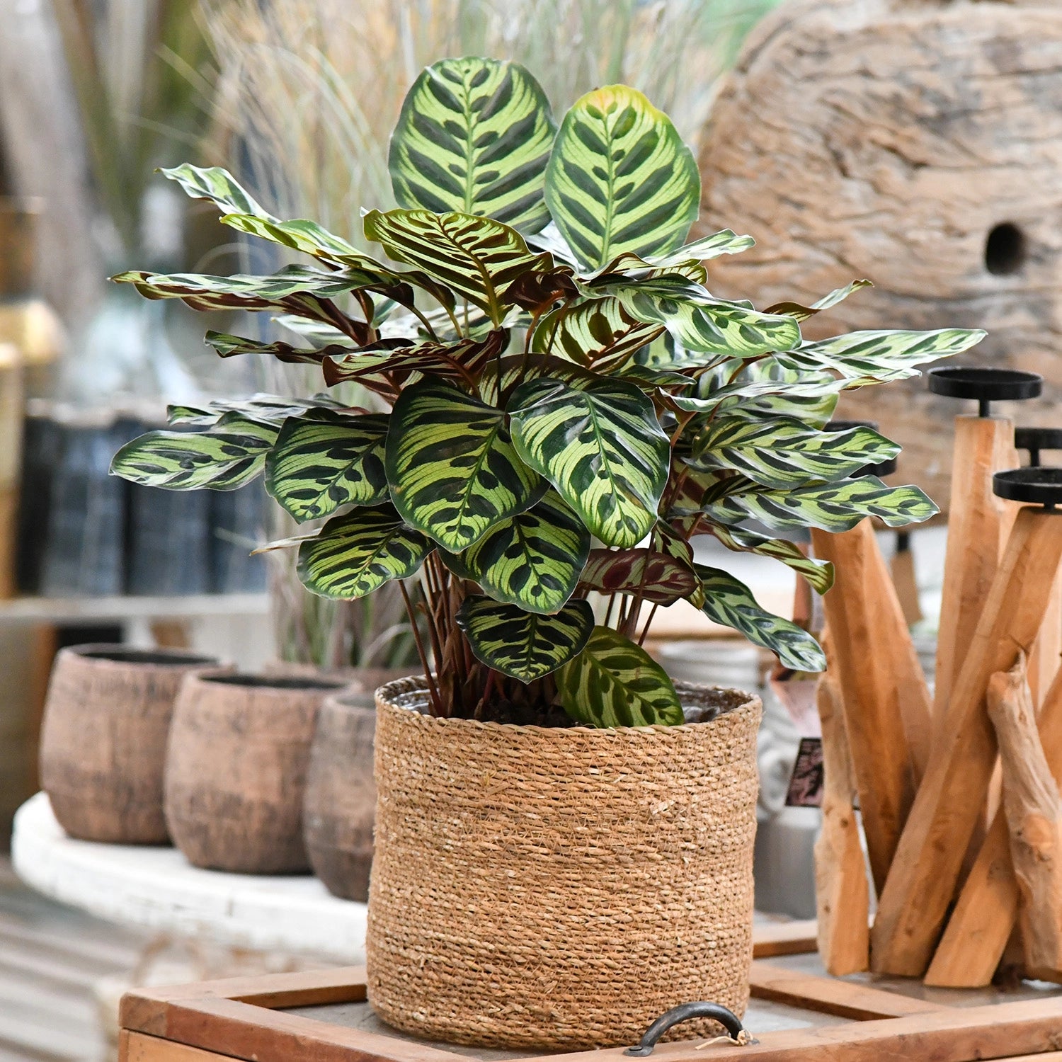 Makoyana Calathea in Holzumgebung mit Seegrastopf