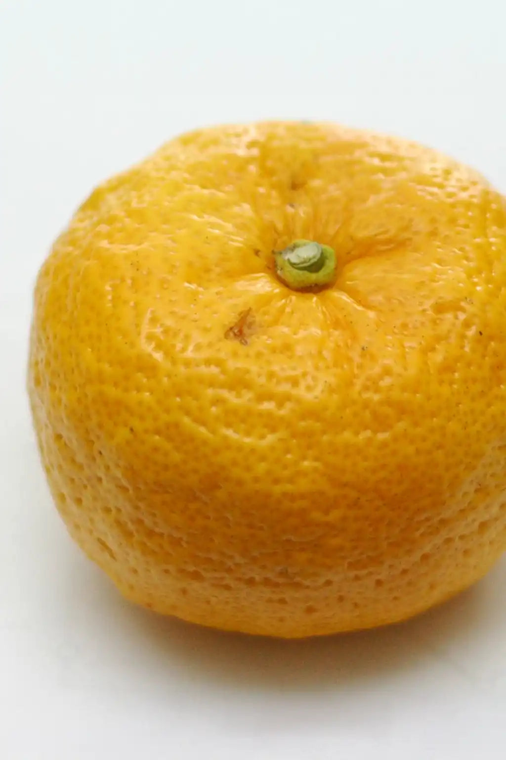 Nahaufnahme einer Yuzu Frucht vom Mandarinenbaum