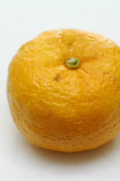 Nahaufnahme einer Yuzu Frucht vom Mandarinenbaum