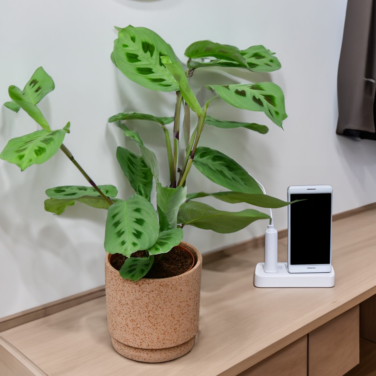 6er Box Tierfreunde für wenig Licht