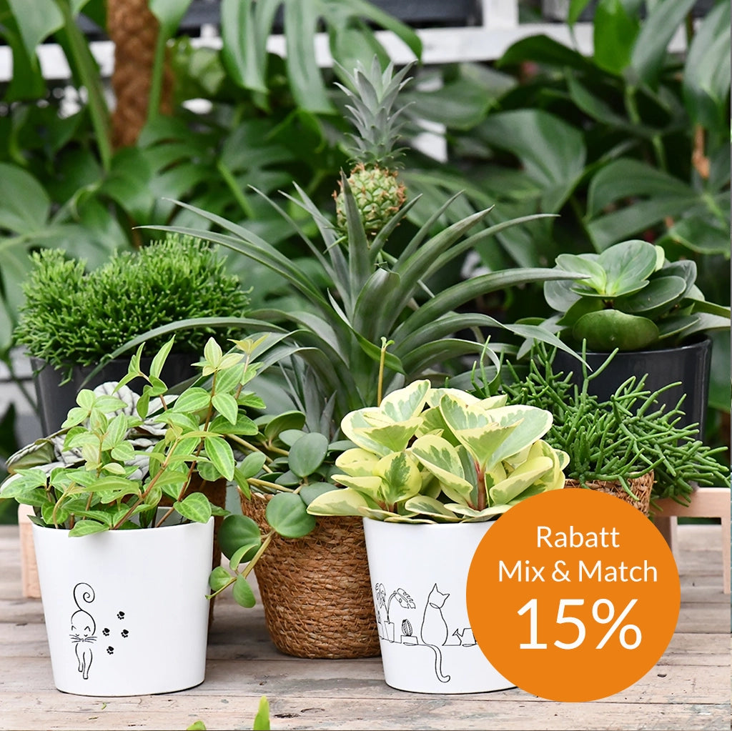 Mix & Match 3er Box Ungiftige Pflanzen - Sonnige Fensterbank