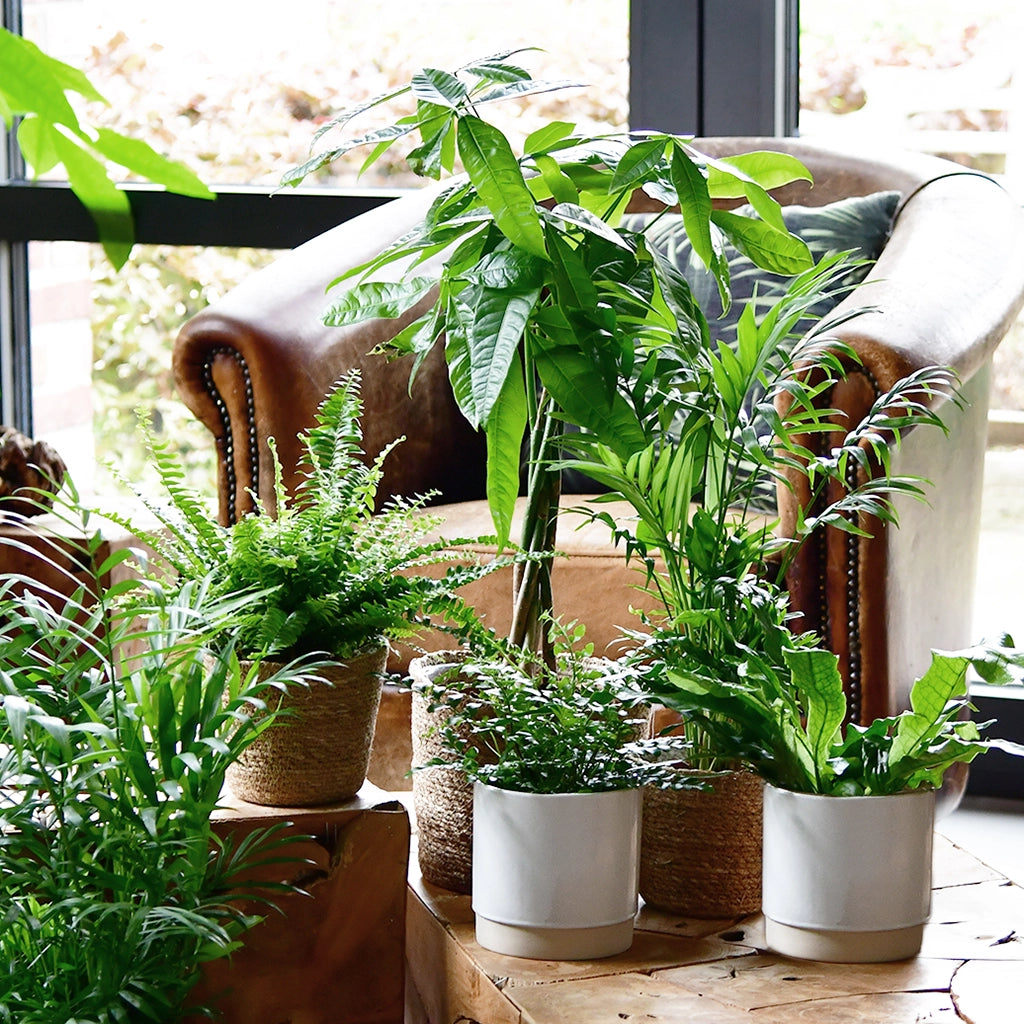 Mix & Match 6er Box Ungiftige Pflanzen