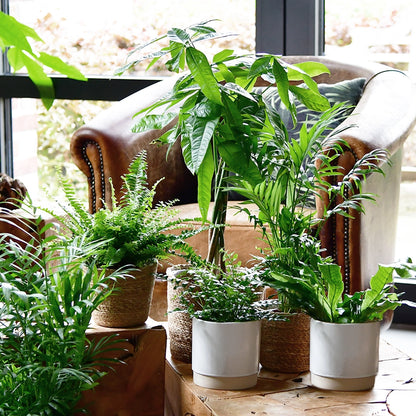 Mix & Match 6er Box Ungiftige Pflanzen