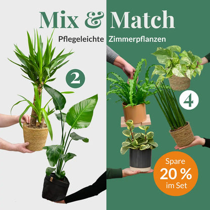 Mix & Match 6er Box Einsteiger Zimmerpflanzen