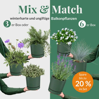 Mix & Match Winterharte und Ungiftige Balkonpflanzen