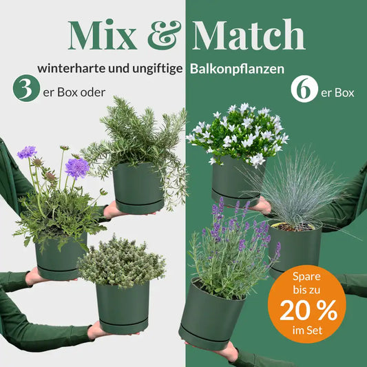 Mix & Match Winterharte und Ungiftige Balkonpflanzen