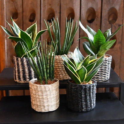 Mix & Match Super Easy Babypflanzen