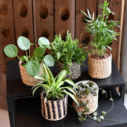 Mix & Match Babypflanzen