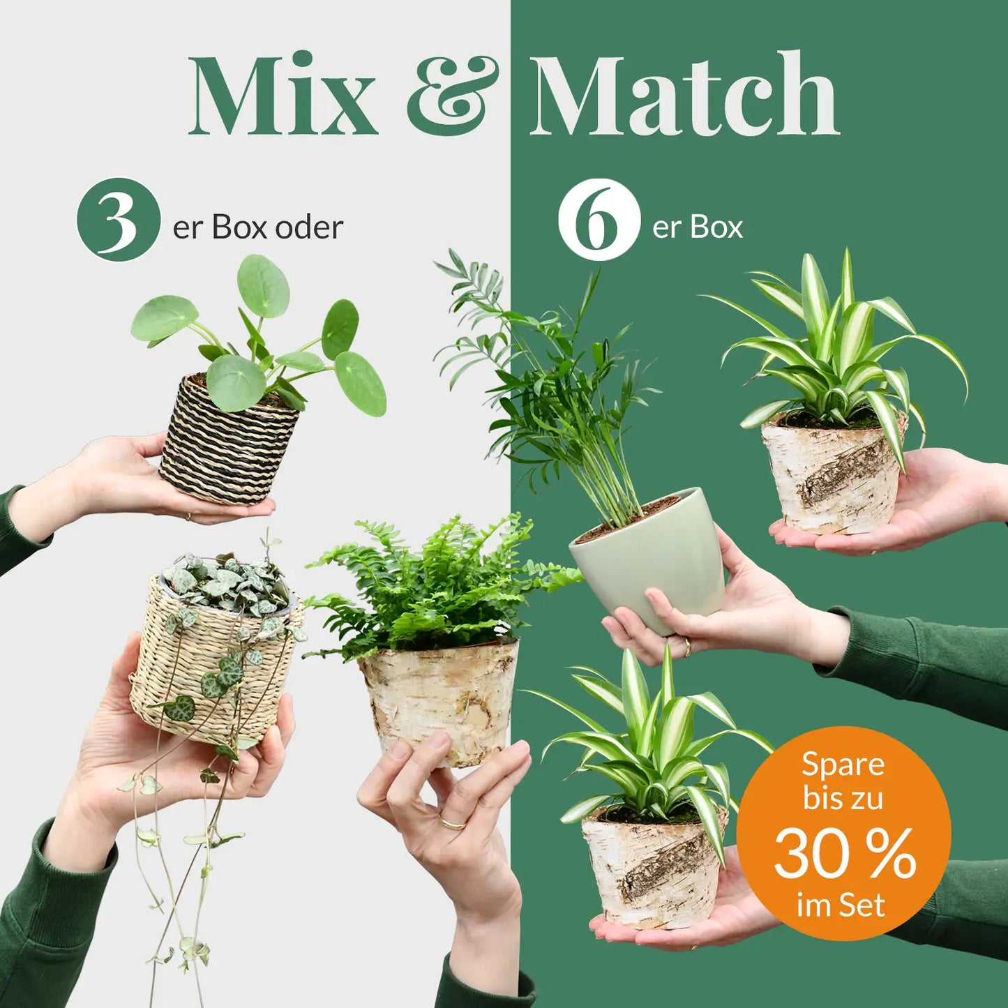 Mix & Match Tierfreundliche Babypflanzen