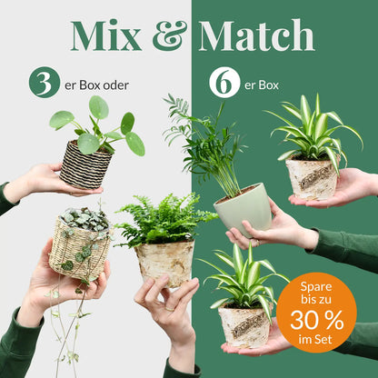 Mix & Match Tierfreundliche Babypflanzen