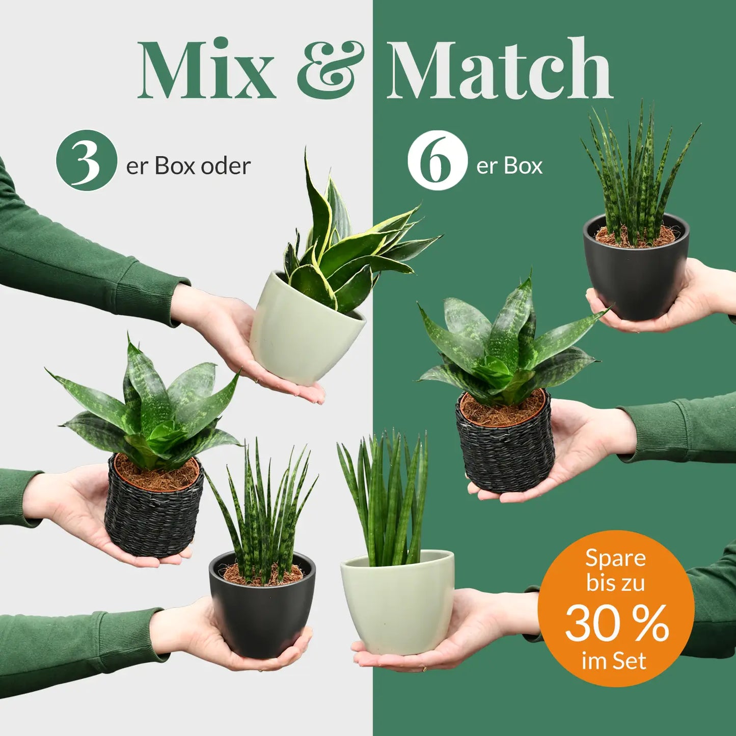 Mix & Match Super Easy Babypflanzen