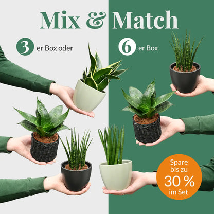 Mix & Match Super Easy Babypflanzen