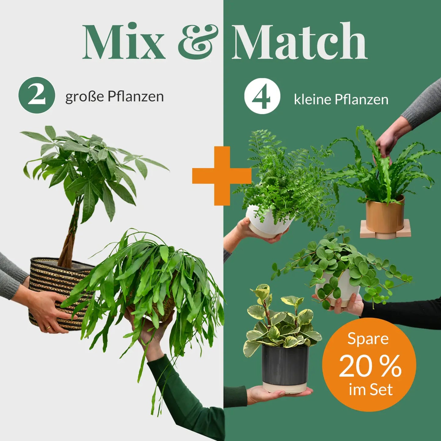 Mix & Match 6er Box Ungiftige Pflanzen