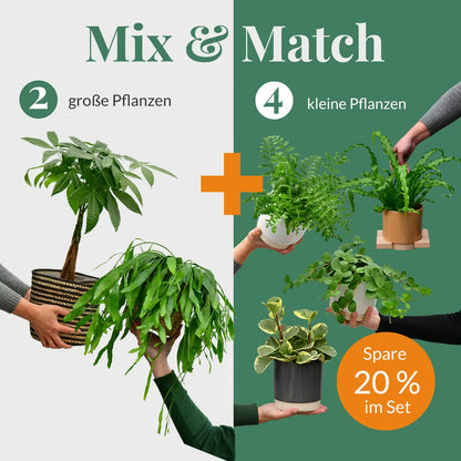 Mix & Match 6er Box Ungiftige Pflanzen