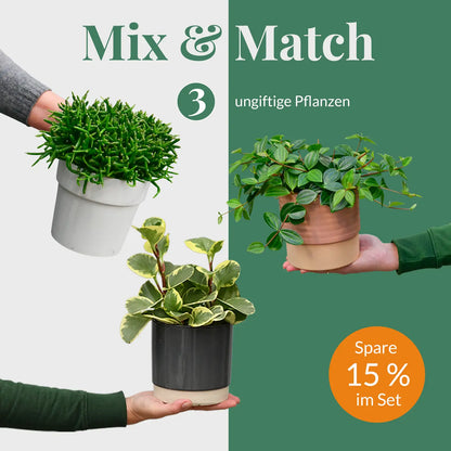 Mix & Match 3er Box Ungiftige Pflanzen - Sonnige Fensterbank